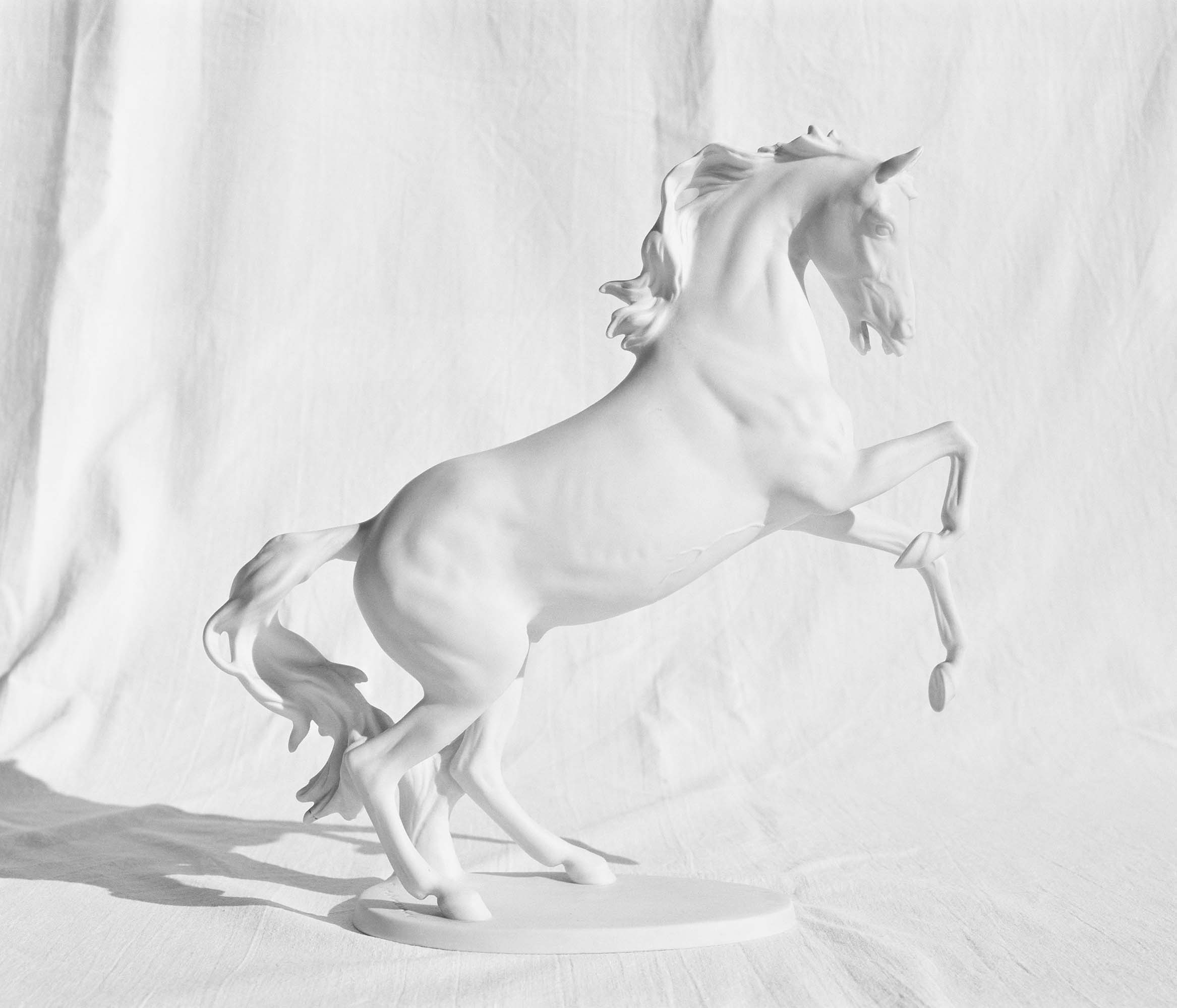 Destiny of a white horse